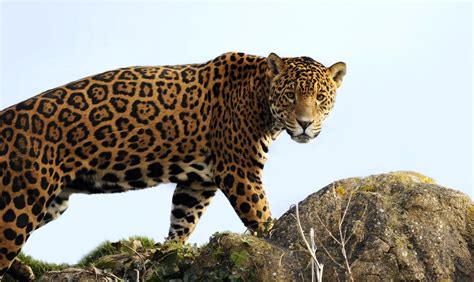  The Howling Jaguar - A Colombian Tale Whispering Ancient Secrets and Timeless Wisdom!